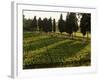 Grape Vines and Cypress Trees in Spring in Tuscany-Herbert Lehmann-Framed Photographic Print