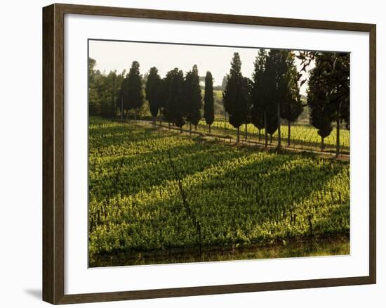 Grape Vines and Cypress Trees in Spring in Tuscany-Herbert Lehmann-Framed Photographic Print