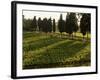 Grape Vines and Cypress Trees in Spring in Tuscany-Herbert Lehmann-Framed Photographic Print