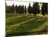 Grape Vines and Cypress Trees in Spring in Tuscany-Herbert Lehmann-Mounted Photographic Print