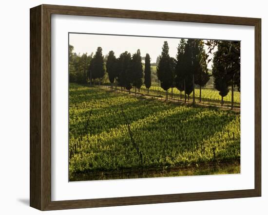 Grape Vines and Cypress Trees in Spring in Tuscany-Herbert Lehmann-Framed Photographic Print