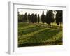 Grape Vines and Cypress Trees in Spring in Tuscany-Herbert Lehmann-Framed Photographic Print