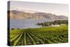 Grape Vines and Okanagan Lake at Quails Gate Winery-Michael DeFreitas-Stretched Canvas