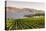 Grape Vines and Okanagan Lake at Quails Gate Winery-Michael DeFreitas-Stretched Canvas