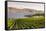 Grape Vines and Okanagan Lake at Quails Gate Winery-Michael DeFreitas-Framed Stretched Canvas