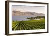 Grape Vines and Okanagan Lake at Quails Gate Winery-Michael DeFreitas-Framed Photographic Print