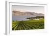 Grape Vines and Okanagan Lake at Quails Gate Winery-Michael DeFreitas-Framed Photographic Print