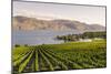 Grape Vines and Okanagan Lake at Quails Gate Winery-Michael DeFreitas-Mounted Photographic Print