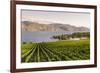Grape Vines and Okanagan Lake at Quails Gate Winery-Michael DeFreitas-Framed Photographic Print