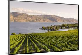 Grape Vines and Okanagan Lake at Quails Gate Winery-Michael DeFreitas-Mounted Photographic Print