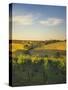 Grape Vines and Rolling Hills in the Barossa Valley-Jon Hicks-Stretched Canvas