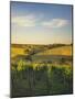 Grape Vines and Rolling Hills in the Barossa Valley-Jon Hicks-Mounted Photographic Print