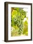 Grape Vines at Mission Hill Family Estate, Kelowna, Bc, Canada-Michael DeFreitas-Framed Photographic Print