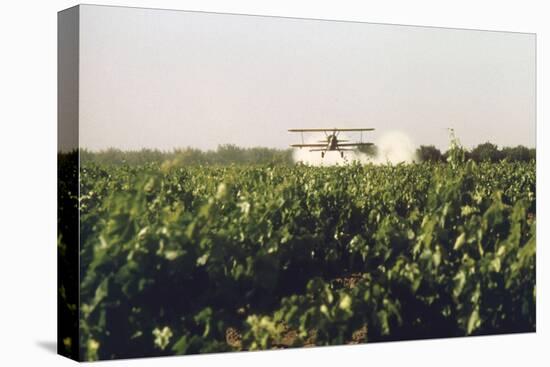 Grape Vines Dusted with Pure Elemental Sulfur to Prevent Mildew, 1970s-null-Stretched Canvas