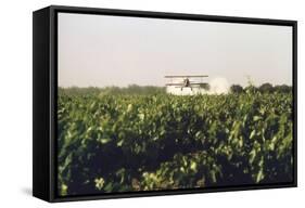 Grape Vines Dusted with Pure Elemental Sulfur to Prevent Mildew, 1970s-null-Framed Stretched Canvas