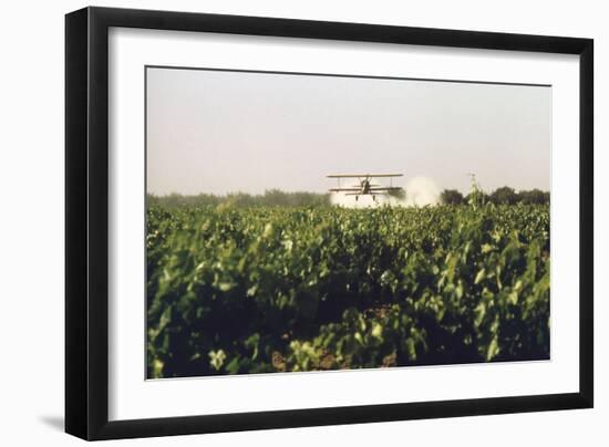 Grape Vines Dusted with Pure Elemental Sulfur to Prevent Mildew, 1970s-null-Framed Photo