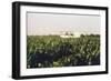 Grape Vines Dusted with Pure Elemental Sulfur to Prevent Mildew, 1970s-null-Framed Photo