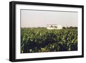 Grape Vines Dusted with Pure Elemental Sulfur to Prevent Mildew, 1970s-null-Framed Photo