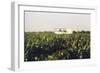 Grape Vines Dusted with Pure Elemental Sulfur to Prevent Mildew, 1970s-null-Framed Photo