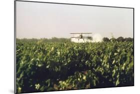 Grape Vines Dusted with Pure Elemental Sulfur to Prevent Mildew, 1970s-null-Mounted Photo