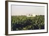 Grape Vines Dusted with Pure Elemental Sulfur to Prevent Mildew, 1970s-null-Framed Photo