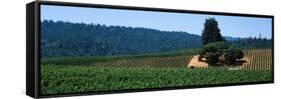 Grape Vines in a Field, Anderson Valley, Mendocino County, California, USA-null-Framed Stretched Canvas