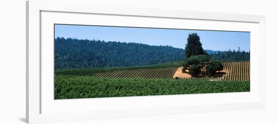 Grape Vines in a Field, Anderson Valley, Mendocino County, California, USA-null-Framed Photographic Print