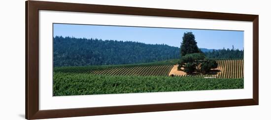 Grape Vines in a Field, Anderson Valley, Mendocino County, California, USA-null-Framed Photographic Print