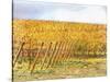 Grape Vines In Autumn-Dorothy Berry-Lound-Stretched Canvas