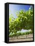 Grape Vines in Barossa Valley-Jon Hicks-Framed Stretched Canvas