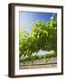 Grape Vines in Barossa Valley-Jon Hicks-Framed Photographic Print