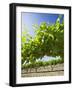 Grape Vines in Barossa Valley-Jon Hicks-Framed Photographic Print