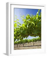 Grape Vines in Barossa Valley-Jon Hicks-Framed Photographic Print