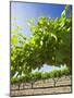 Grape Vines in Barossa Valley-Jon Hicks-Mounted Photographic Print