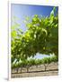 Grape Vines in Barossa Valley-Jon Hicks-Framed Photographic Print