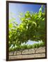 Grape Vines in Barossa Valley-Jon Hicks-Framed Photographic Print