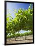 Grape Vines in Barossa Valley-Jon Hicks-Framed Photographic Print