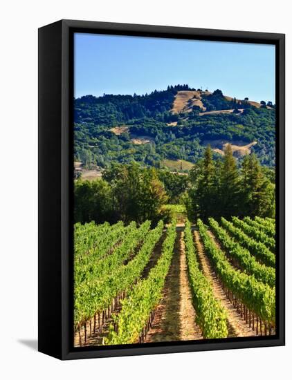 Grape Vines in Northern California Near Mendocino-Michael DeFreitas-Framed Stretched Canvas