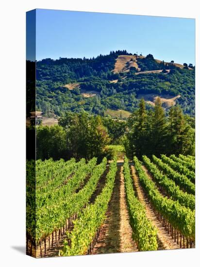 Grape Vines in Northern California Near Mendocino-Michael DeFreitas-Stretched Canvas