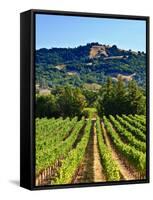 Grape Vines in Northern California Near Mendocino-Michael DeFreitas-Framed Stretched Canvas