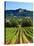Grape Vines in Northern California Near Mendocino-Michael DeFreitas-Stretched Canvas
