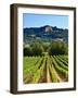 Grape Vines in Northern California Near Mendocino-Michael DeFreitas-Framed Photographic Print