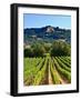 Grape Vines in Northern California Near Mendocino-Michael DeFreitas-Framed Photographic Print