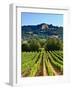 Grape Vines in Northern California Near Mendocino-Michael DeFreitas-Framed Photographic Print