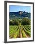 Grape Vines in Northern California Near Mendocino-Michael DeFreitas-Framed Photographic Print