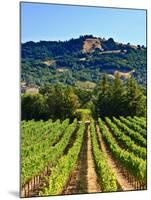 Grape Vines in Northern California Near Mendocino-Michael DeFreitas-Mounted Photographic Print