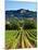 Grape Vines in Northern California Near Mendocino-Michael DeFreitas-Mounted Photographic Print