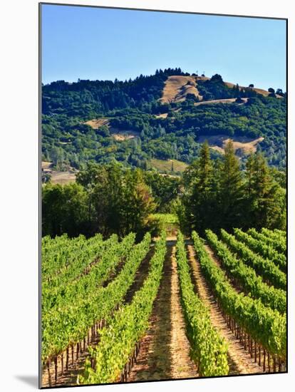 Grape Vines in Northern California Near Mendocino-Michael DeFreitas-Mounted Photographic Print