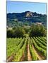 Grape Vines in Northern California Near Mendocino-Michael DeFreitas-Mounted Photographic Print