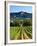 Grape Vines in Northern California Near Mendocino-Michael DeFreitas-Framed Photographic Print